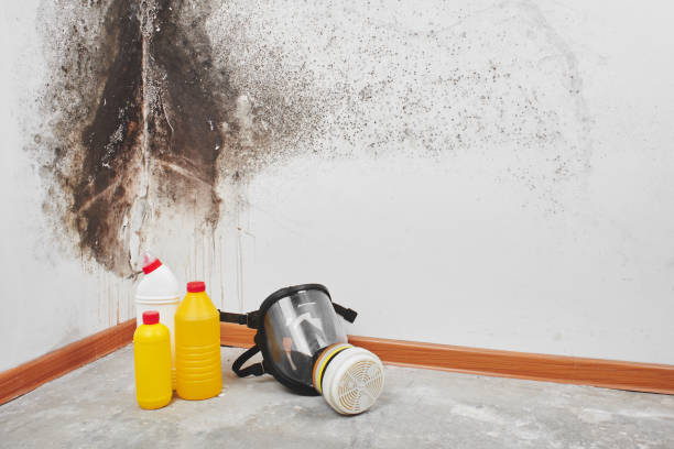 Best Certified Mold Removal  in Pikesville, MD