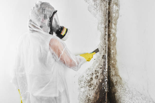 Best Mold Testing  in Pikesville, MD