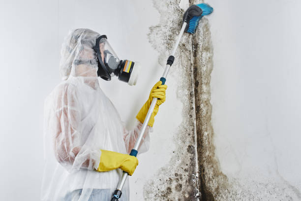 Best Toxic Mold Removal  in Pikesville, MD