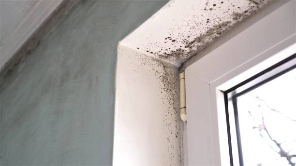 Professional Mold Removal in Pikesville, MD