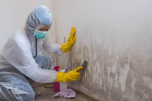 Best Emergency Mold Removal  in Pikesville, MD