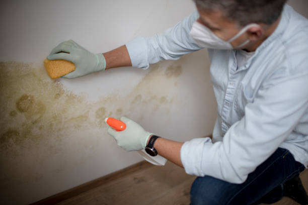 Best Mold Removal Company Near Me  in Pikesville, MD