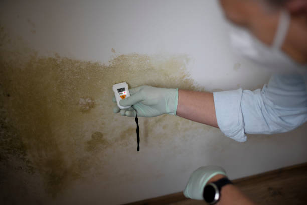 Best Home Mold Removal  in Pikesville, MD