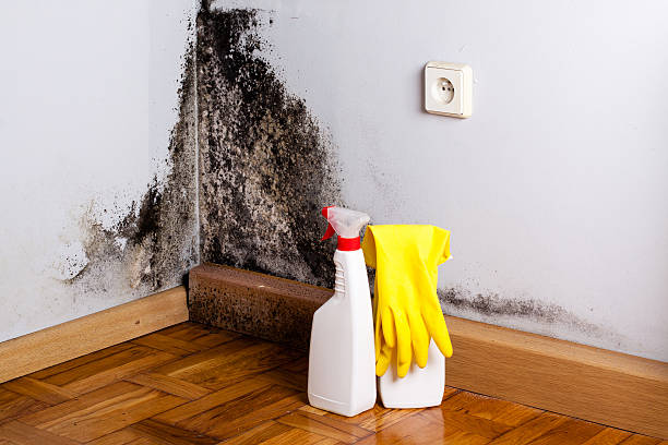 Pikesville, MD Mold Removal Pros