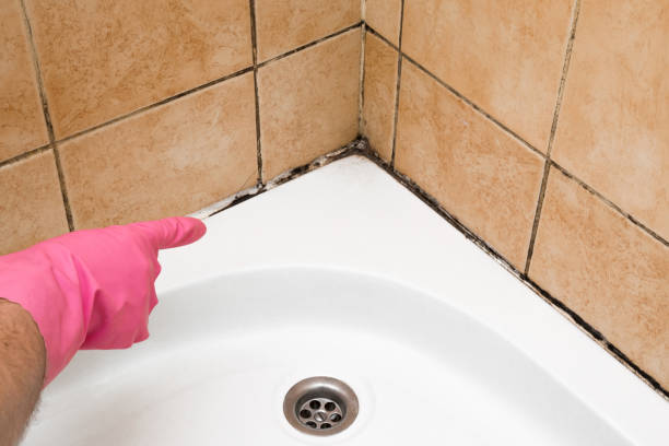 Best Home Mold Removal  in Pikesville, MD